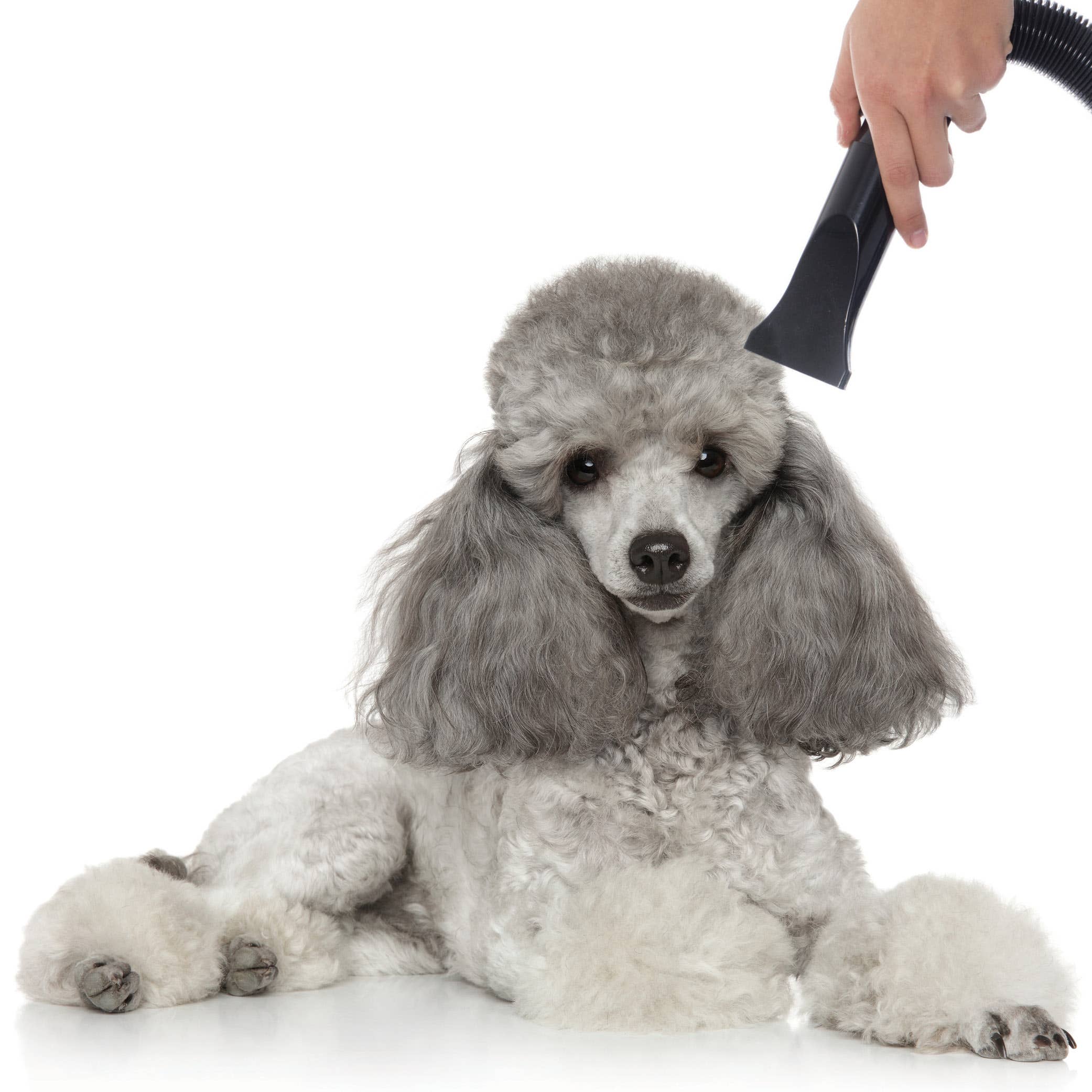 Pure and Natural Pet - Wholesale Pet Grooming Aid - Dog - Quick Wick Drying Spray for Dogs2