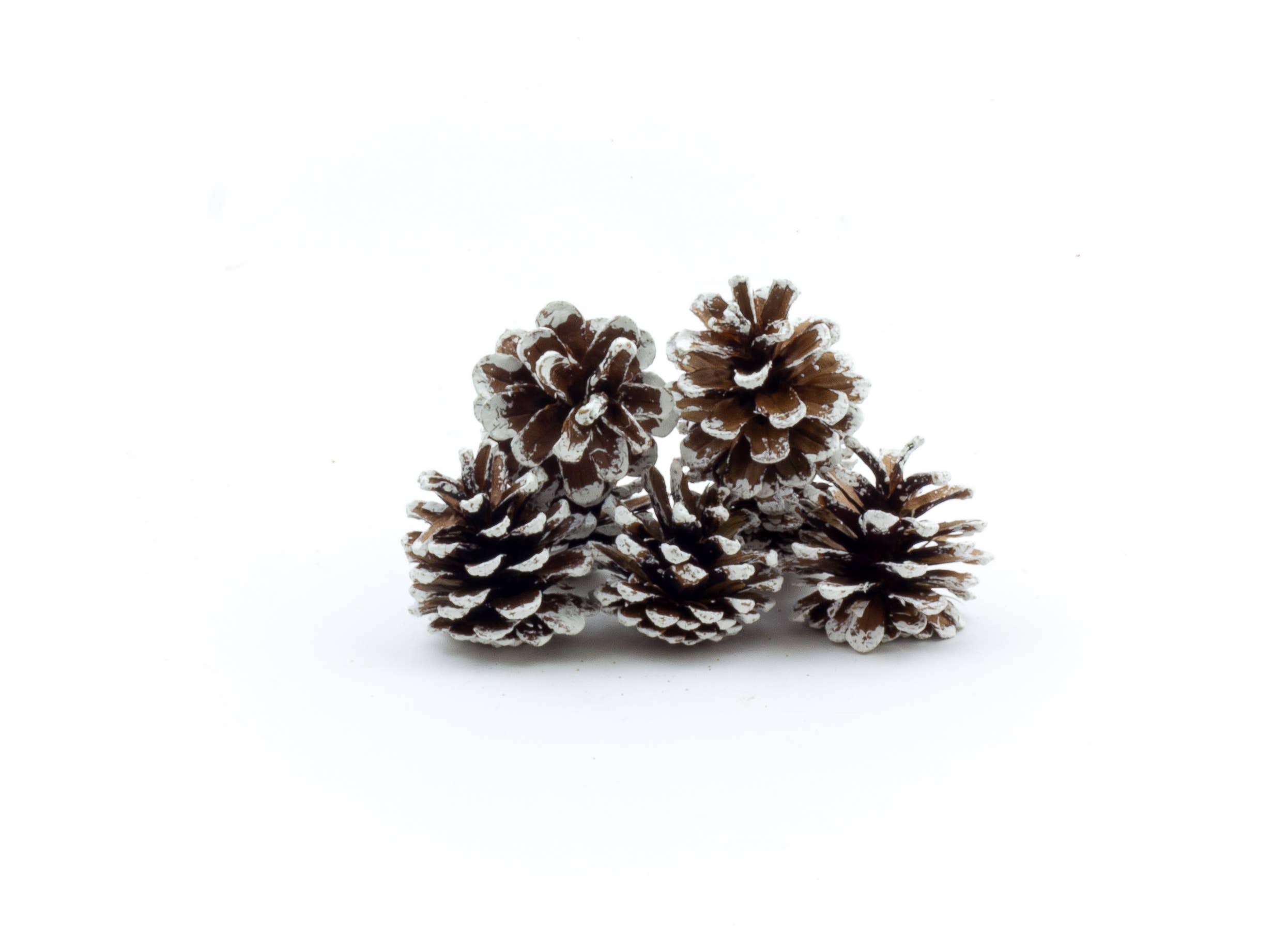 Winter Woods - Wholesale Decorative Tabletop Object - Ponderosa Pine Cones3