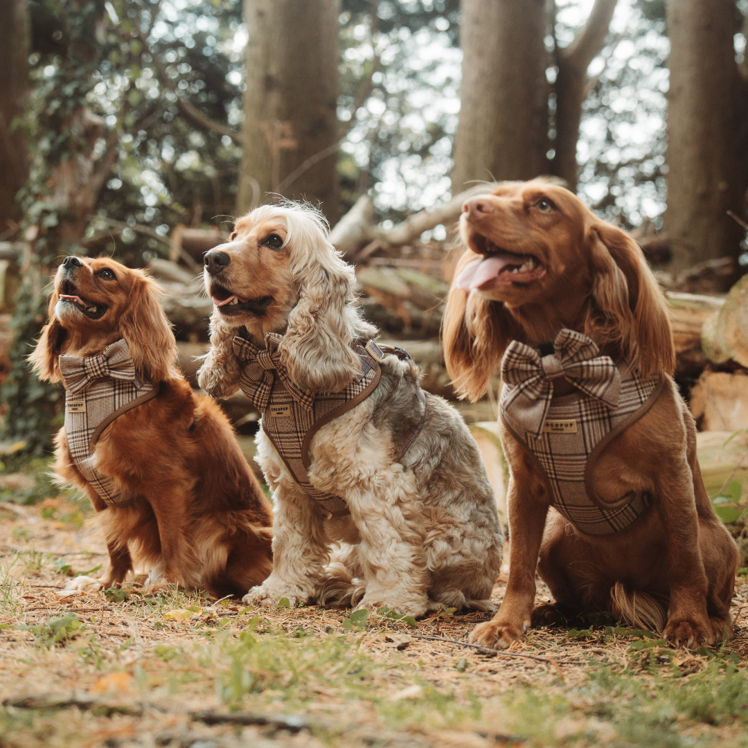 Cocopup London - Wholesale Pet Collar - Dog - Pup Plaid Collar5