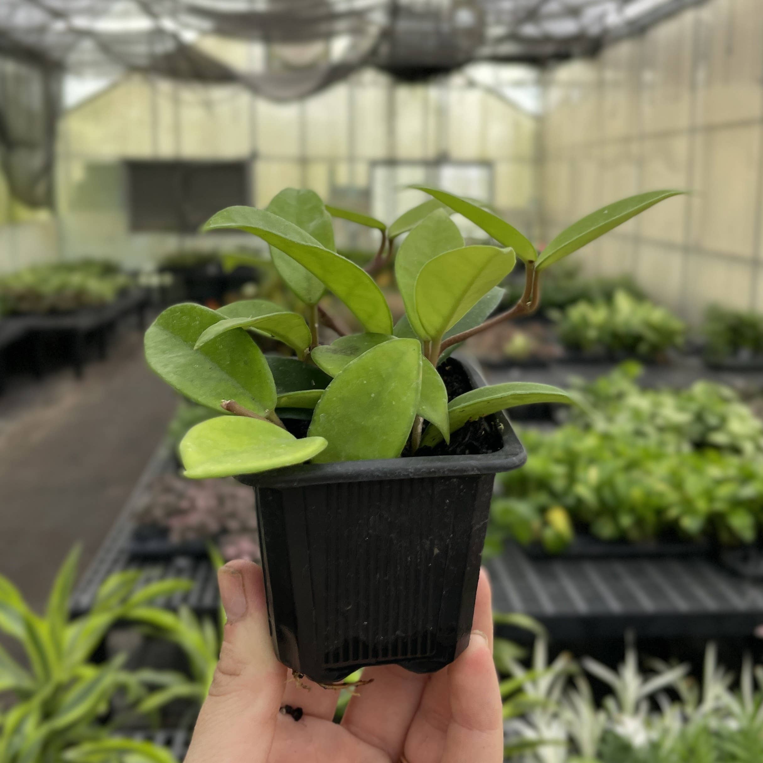 Thorsen's Greenhouse - Wholesale Live Plant - Hoya Carnosa - Wax Plant - Live Plant5