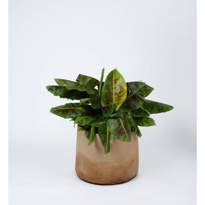 Smart Pots - Wholesale Plant Pot - Natural Smart Pots 3 Gallon: Multi-Purpose Small