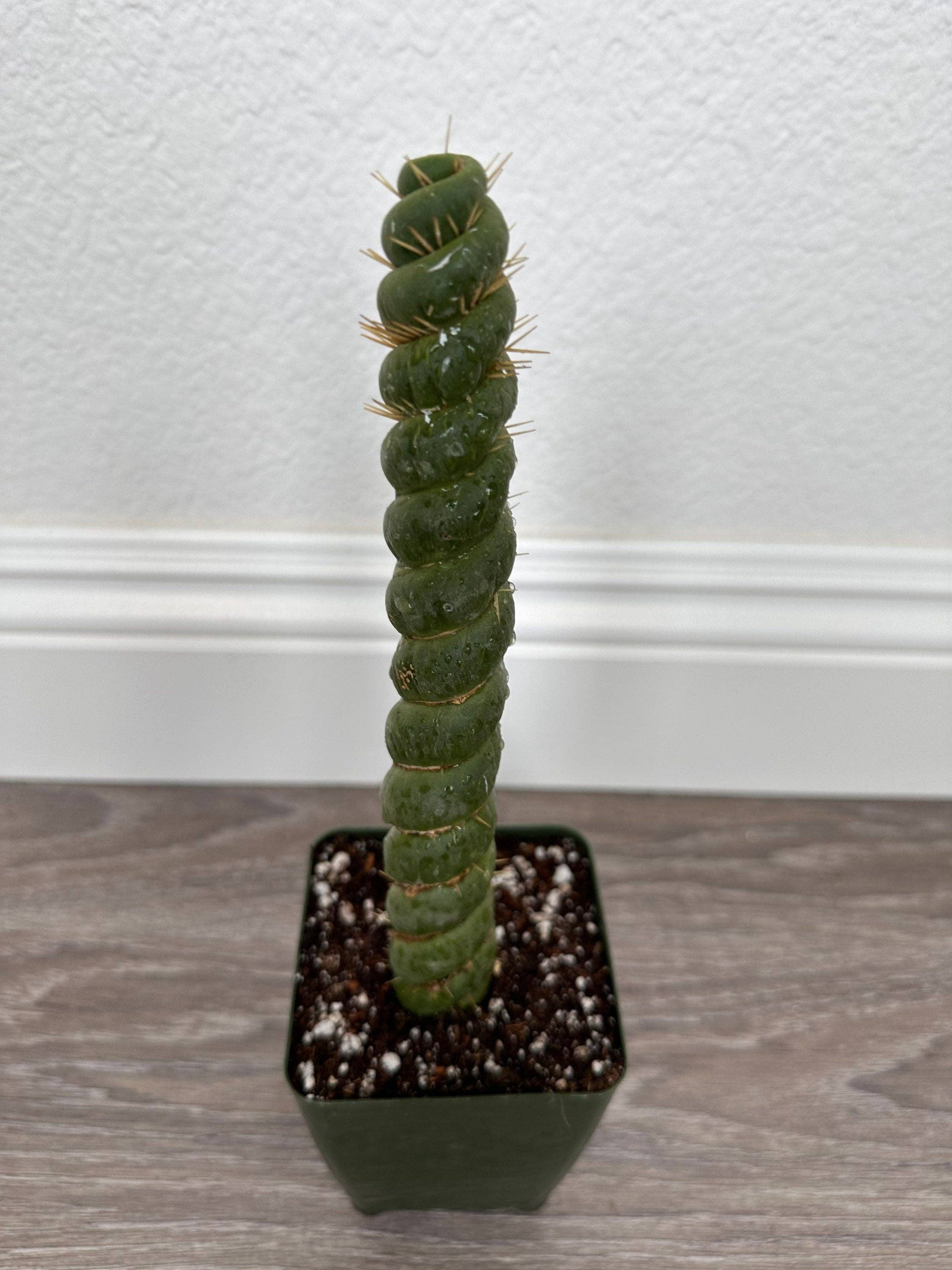 Grow Margo - Wholesale Live Plant - Rare Live Cactus  - Eulychnia Castanea Spiralis - Twisted Ra4