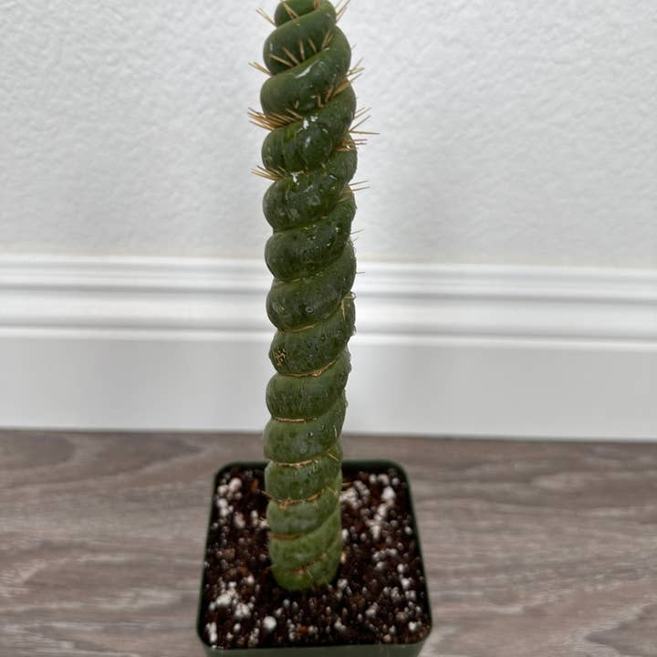 Grow Margo - Wholesale Live Plant - Rare Live Cactus - Eulychnia Castanea Spiralis - Twisted Ra4