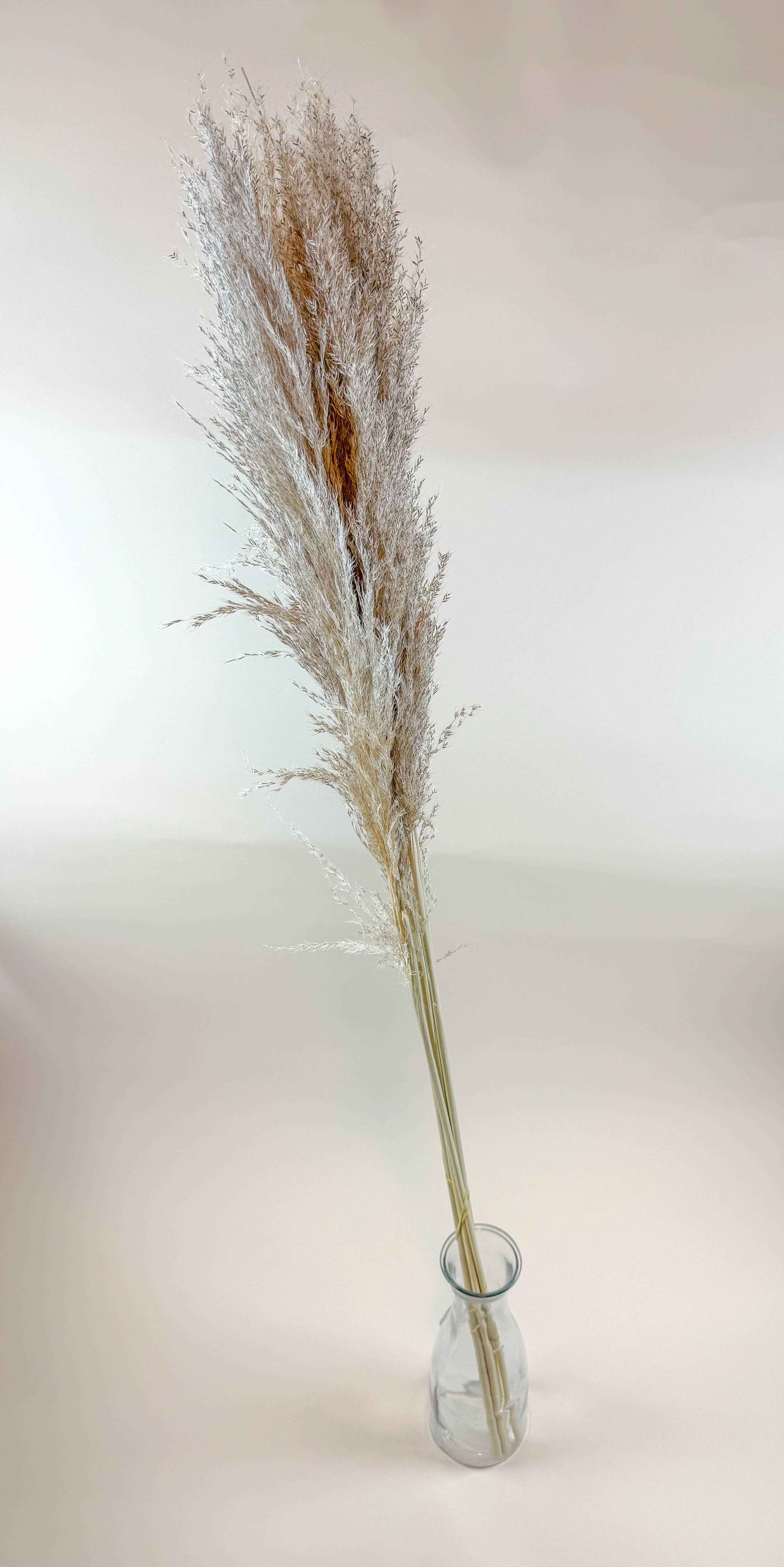 Lovejoy Farms Premium Dried Flowers - Wholesale Dried/Pressed Flowers - Pampas Grass (5 Stem) – Natural Dried Grass for Décor1