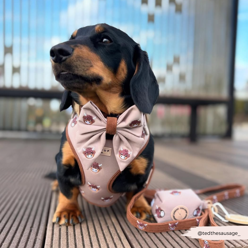 Cocopup London - Wholesale Pet Harness - Dog - Harold the Highland Cow Adjustable Neck HARNESS39