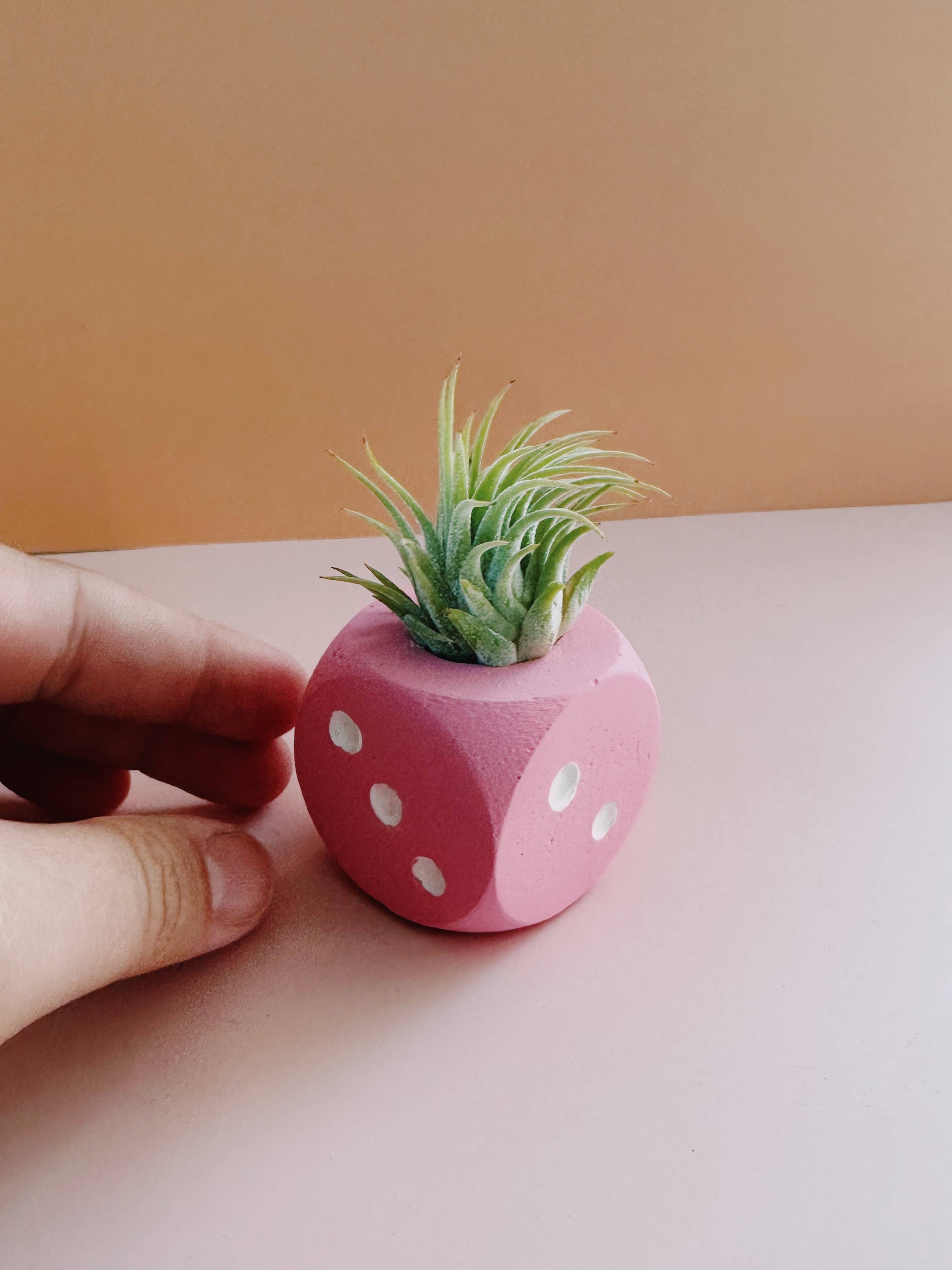 O'Berry's Succulents - Wholesale Live Plant - Pink Dice Mini Planter with Air Plant
