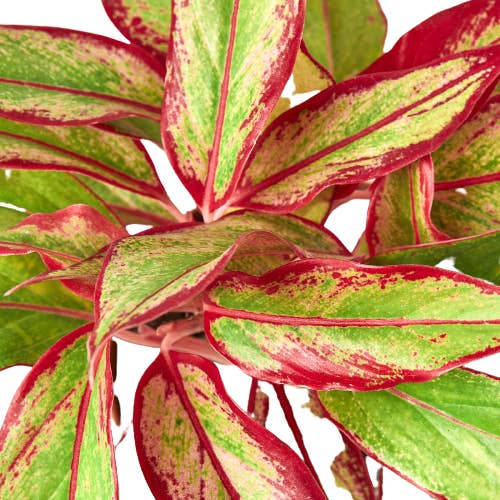 House Plant Wholesale - Wholesale Live Plant - CH EVERGREEN RED SIAM 6-inch