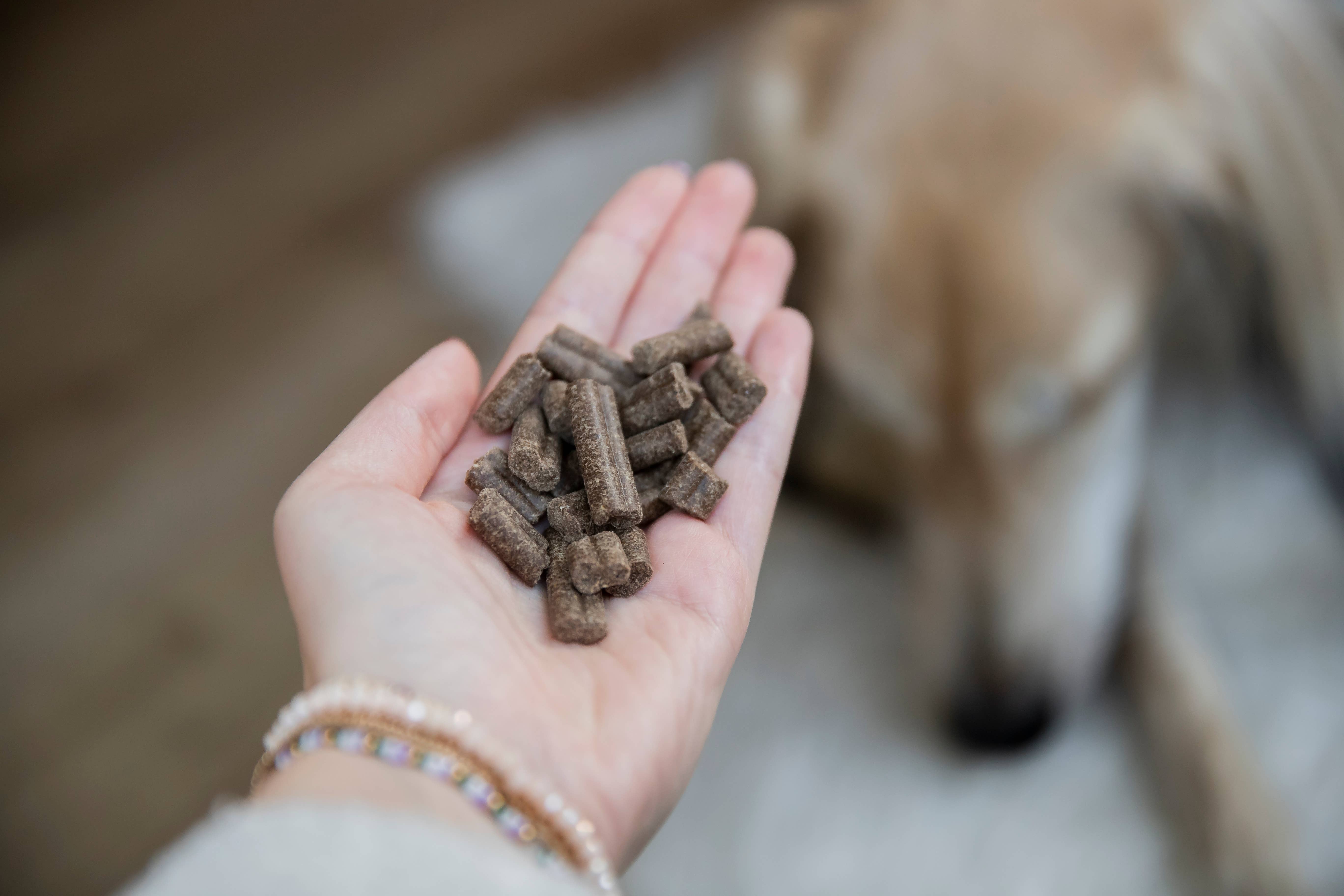 Kivo Petfood - Venta al por mayor Comida - Perros - Salmón fresco prensado en frío sin cereales4