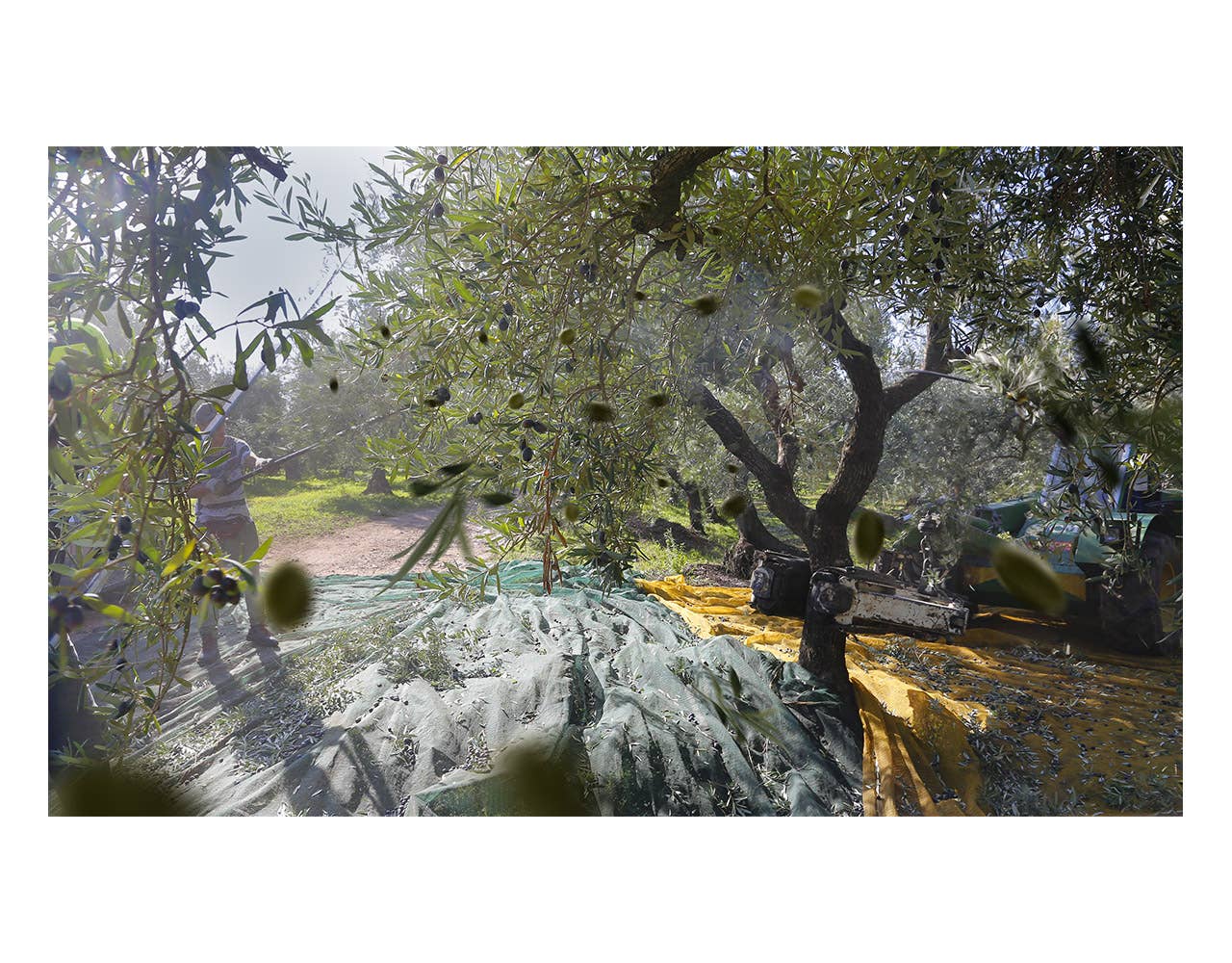 Olio Pellegrino 1890 SRL - Wholesale Olive Oil - Green ceramic spiral orcio 0.250 Lt. Extra Virgin Olive Oil5