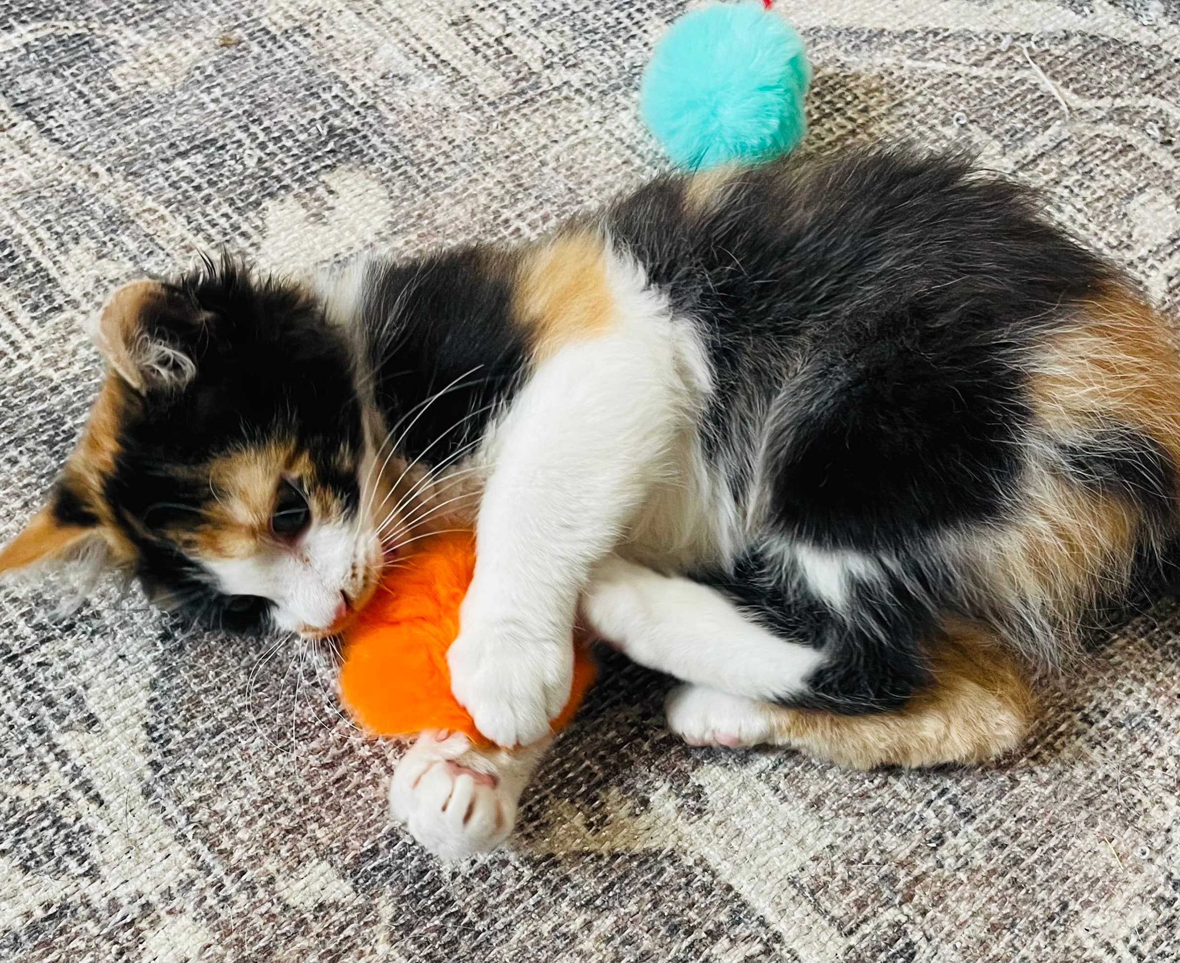 Koira - Wholesale Pet Toy - Cat - Puffy Poof Cat Toy6