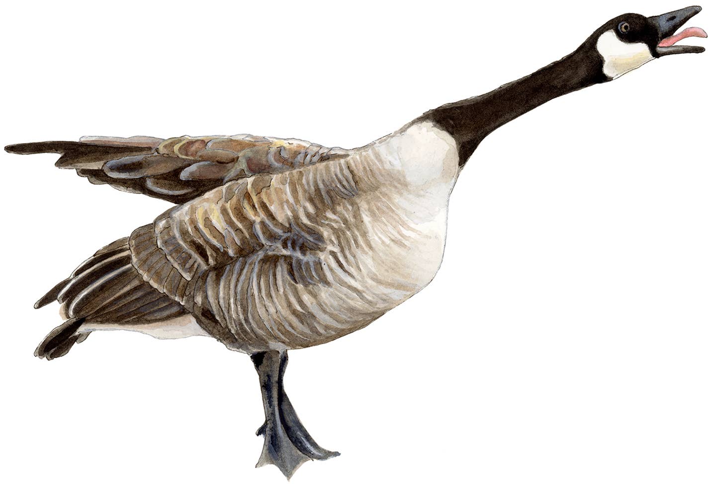 Birthday Lion Tarjeta de felicitación al por mayor para tu