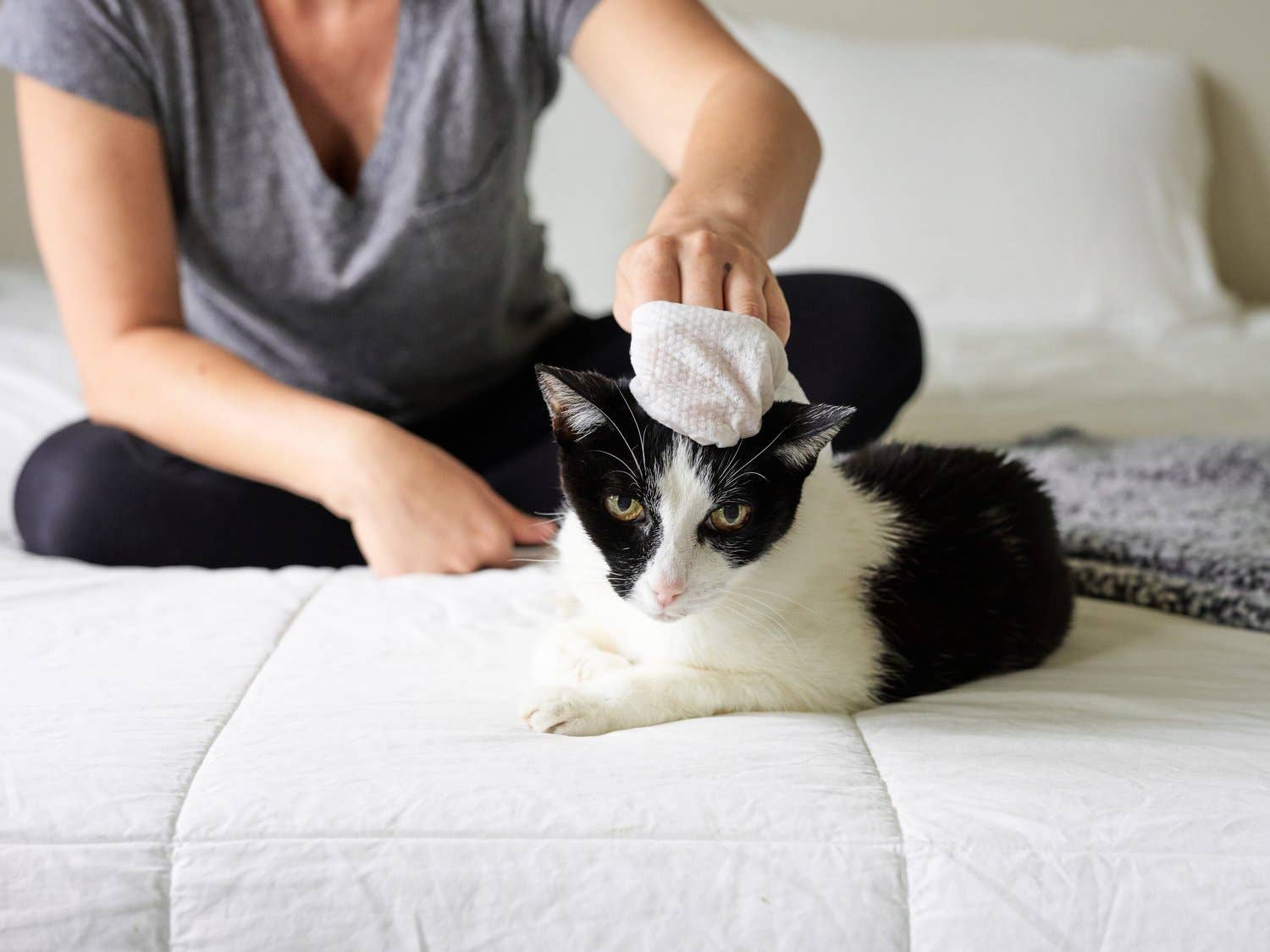 Pet Parents® - Wholesale Pet Grooming Aid - Dog - Pet WiPees™ Cat All Purpose Cat Wipes, 100ct1