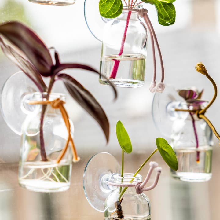 Juffrouw Pannenkoek deco /JP deco - Wholesale Vase - Cutting Friend – mini vase with suction cup1