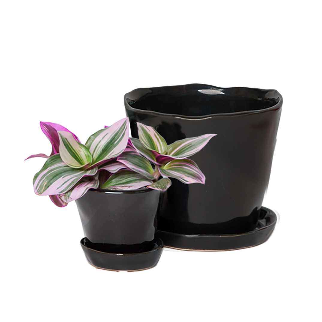 Chive - Wholesale Plant Pot - Tika Ceramic Pots With Saucer And Drainage Hole - 3"3