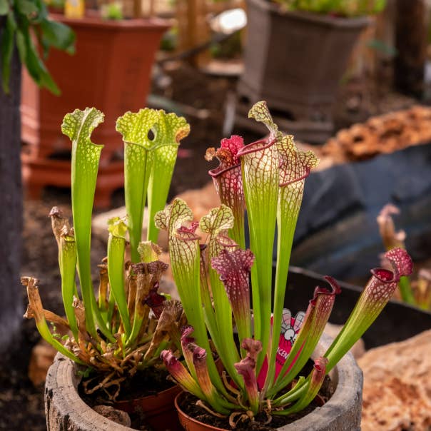 lotusleafaltars - Wholesale Plant seeds - Young Gardener XL Seed Set - With colourful grow guides!11