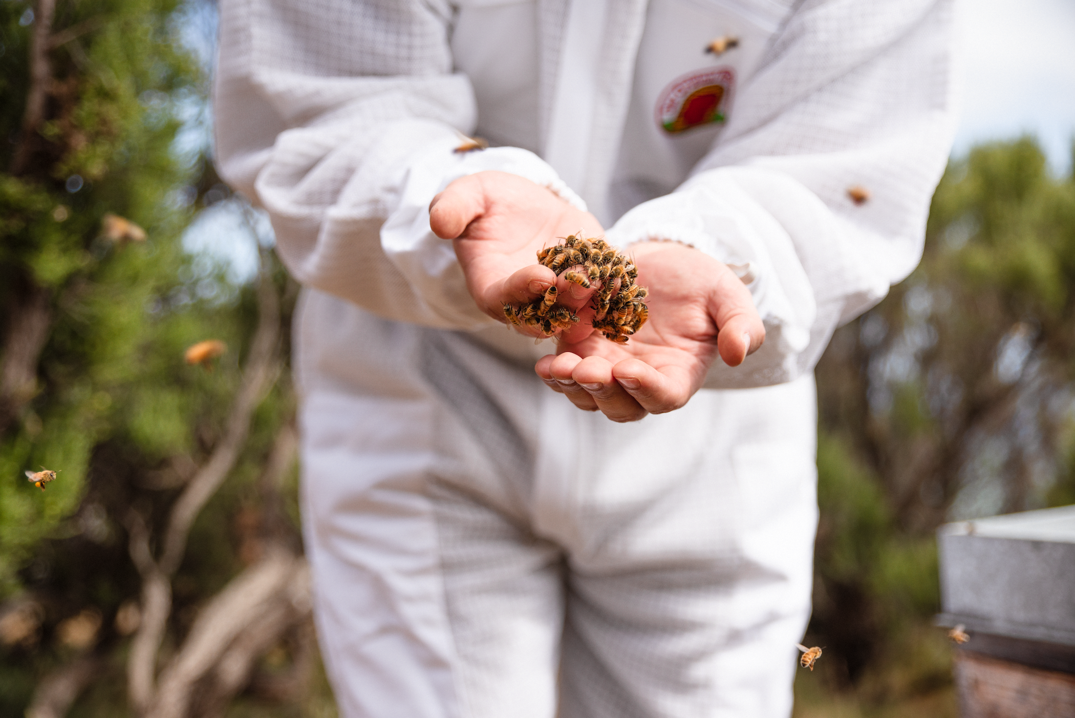 ANUK Honey - Wholesale Honey - ANUK Manuka Honey MGO4009