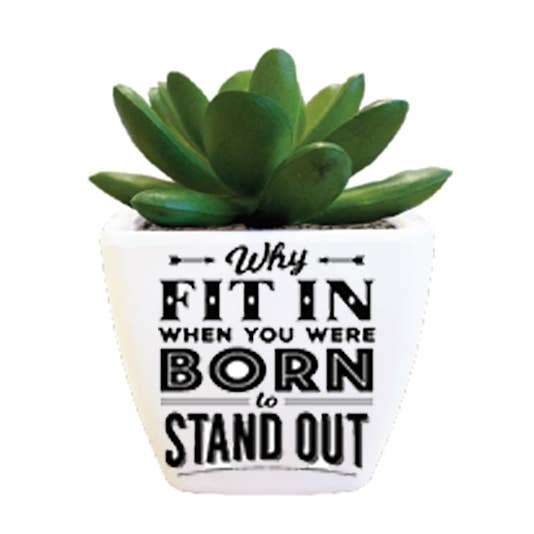 The H&H Group - Wholesale Succulent - Sentiment Succulent - Stand Out