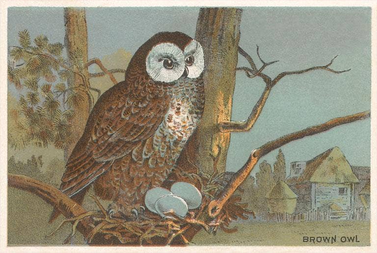 Found Image Press - Wholesale Postcard - Postcard BD-462 Brown Owl with Eggs0