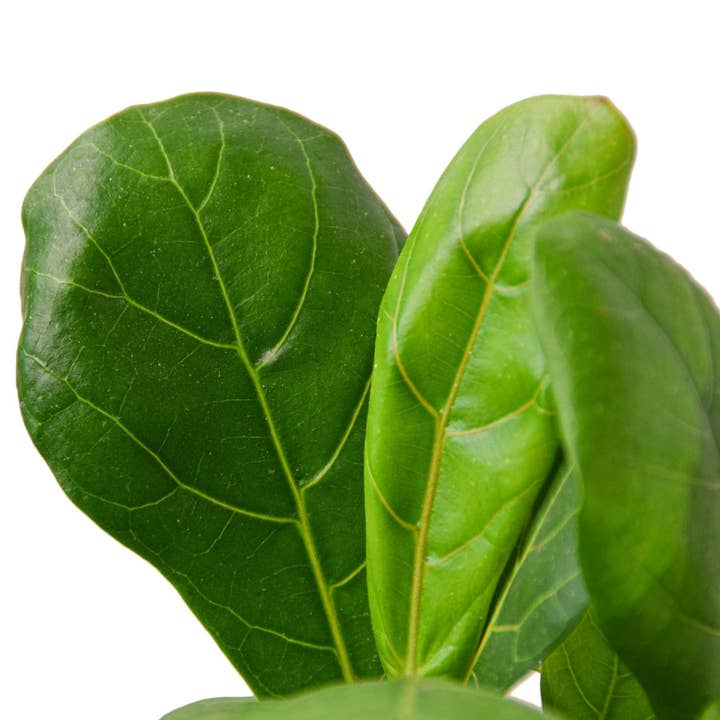 House Plant Wholesale WEST - Wholesale Live Plant - Ficus Lyrata 'Fiddle Leaf Fig'4