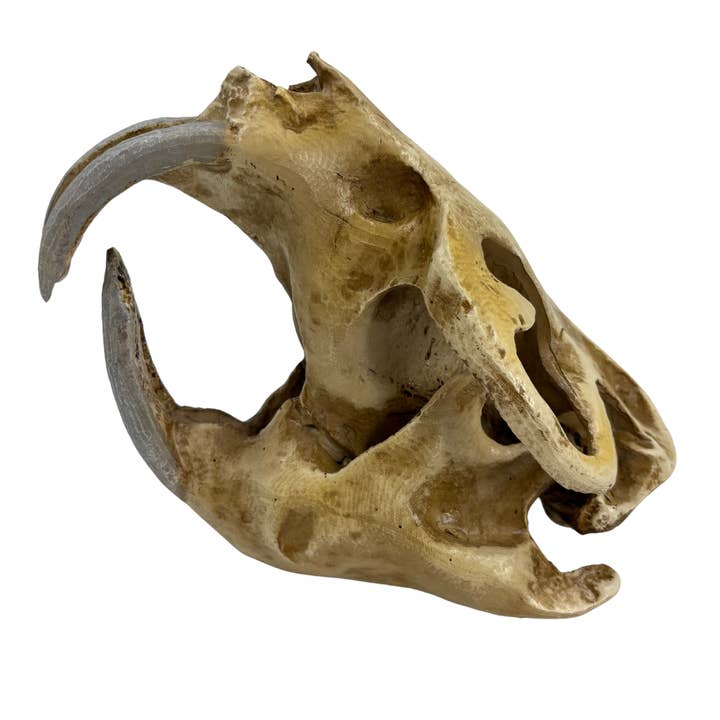 Science Museum of Minnesota - Wholesale Decorative Figurine - Giant Beaver Skull - Museum-Quality Replica Cast1