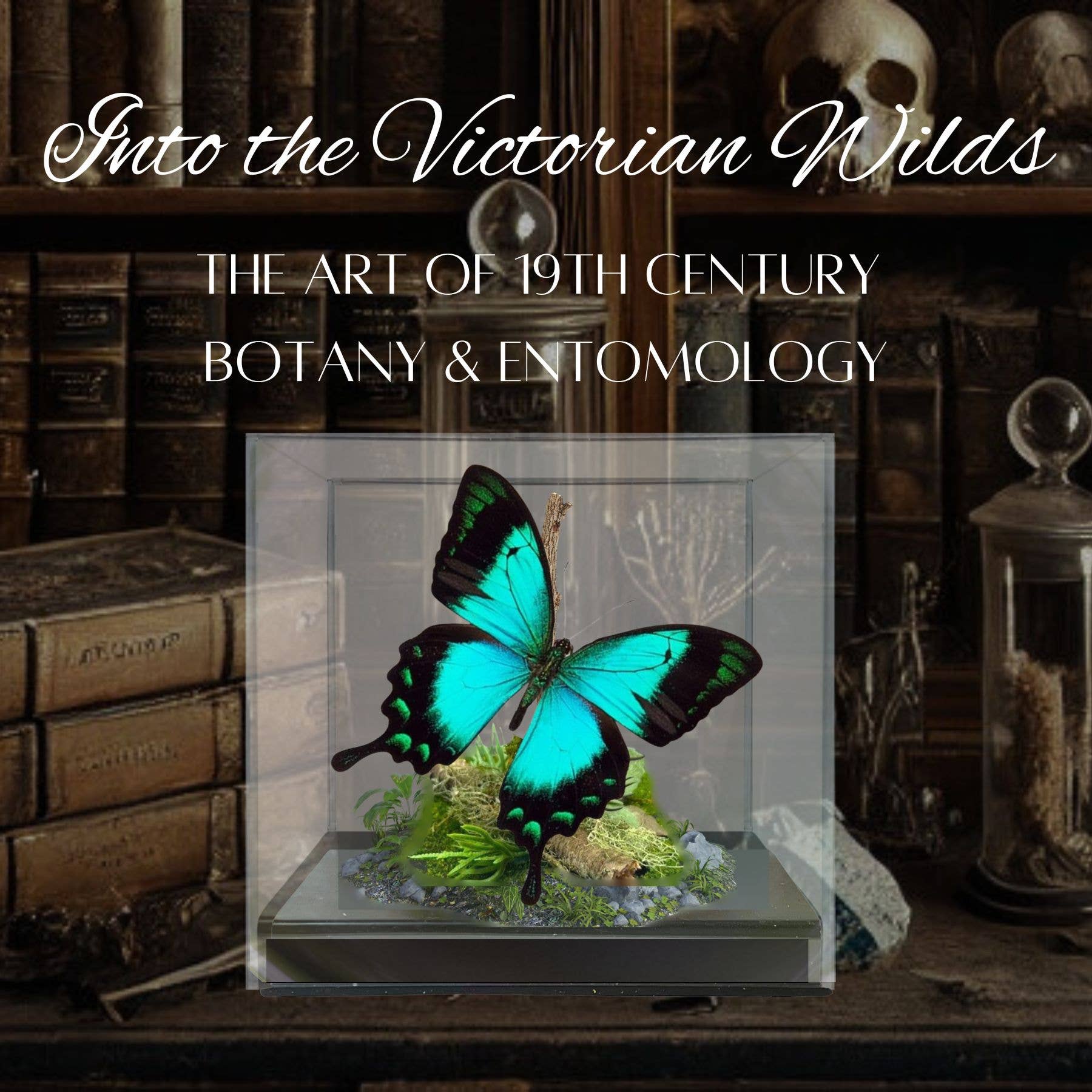 Instar Innovations - Vendita all'ingrosso Decorazioni da tavolo - Diorama di vera farfalla coda di rondine blu/verde - 6x6x6 pollici3