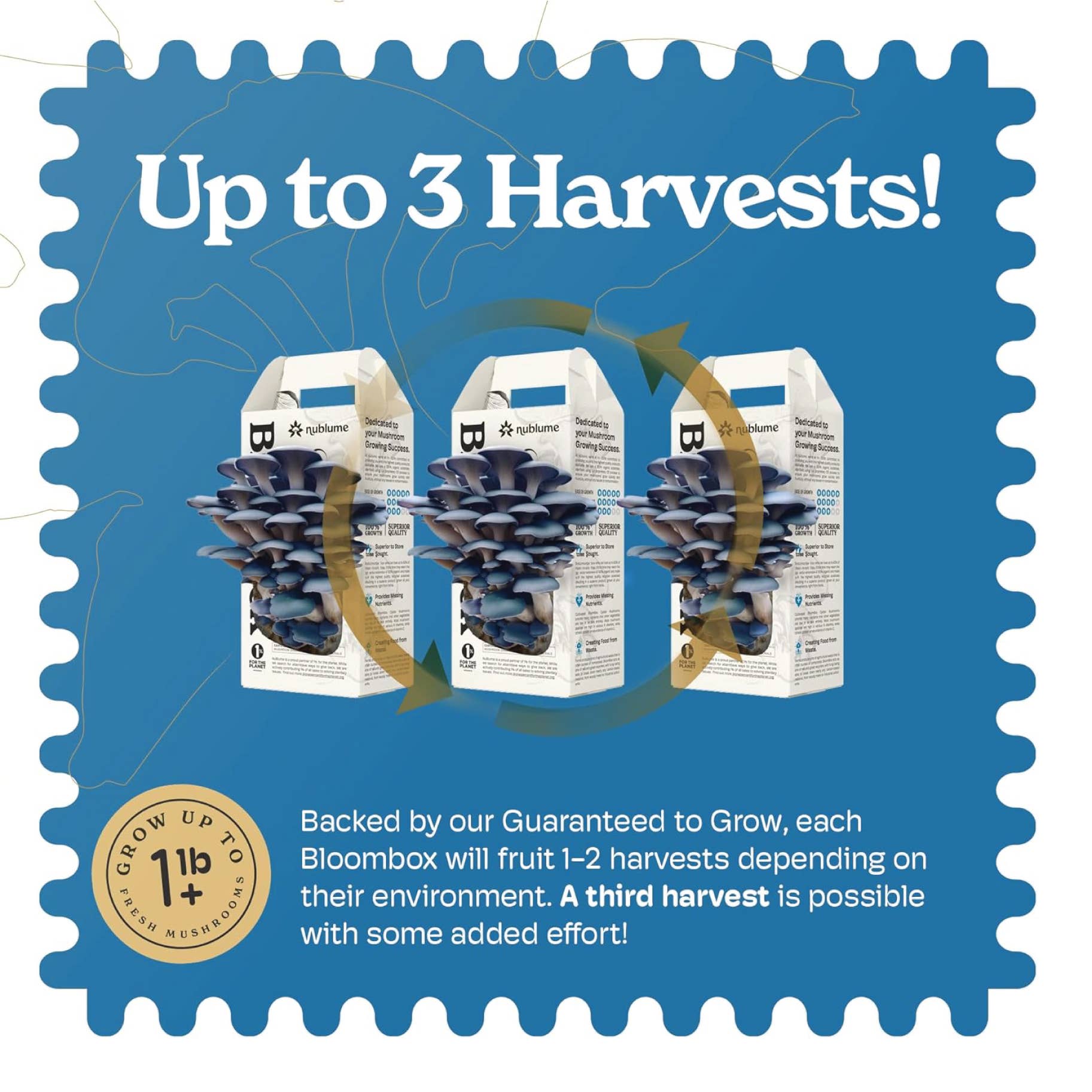 Nublume Mushroom - Vente Jardinière - Kit de culture de pleurotes bleus | Kit de jardinage d'intérieur DIY5