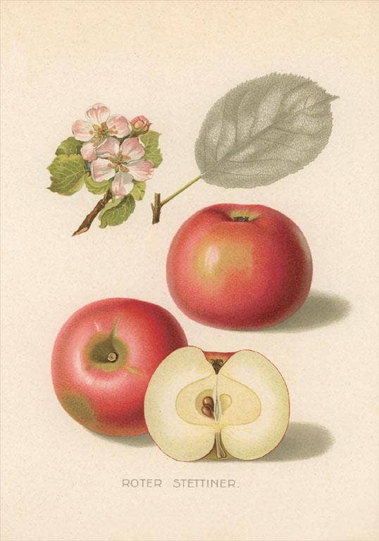Found Image Press - Wholesale Sticker - Sticker FR-172 Roter Stettiner Apples0