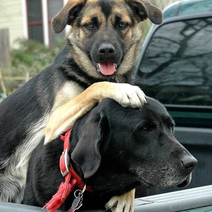 Truck Dogs for wholesale by Ann Woodall Studios