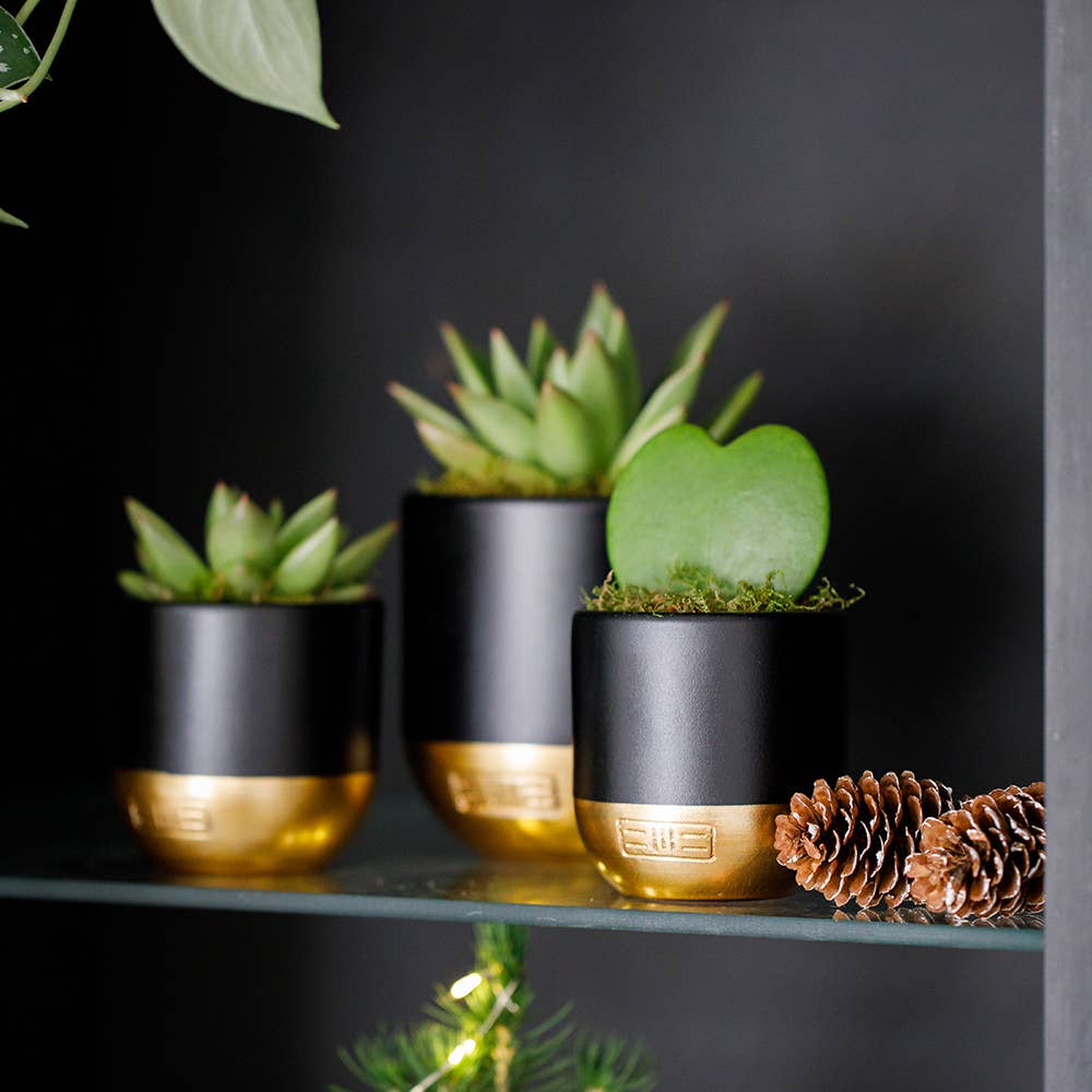 The Little Botanical - Wholesale Live Plant - Hoya Kerrii (Single Heart) 💚23