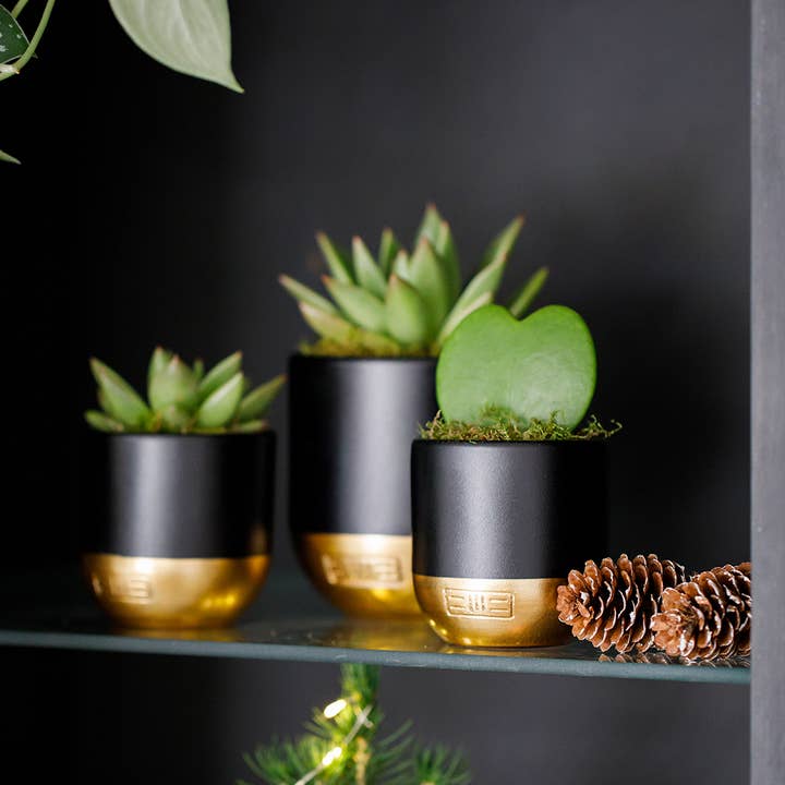 The Little Botanical - Wholesale Live Plant - Hoya Kerrii (Single Heart) π23