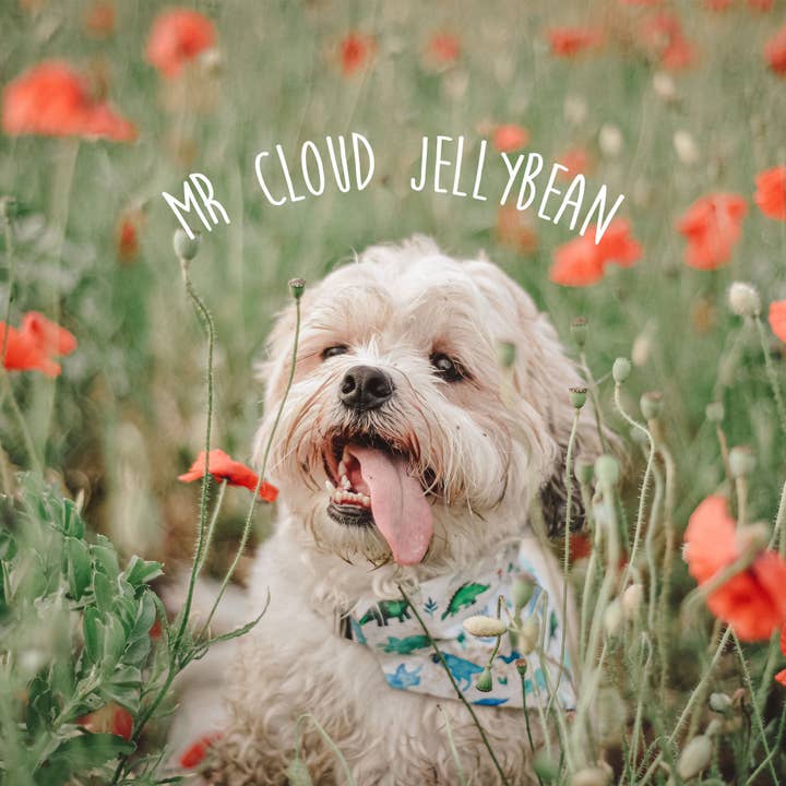 Cloud Jellybean Art - Wholesale Valentine's Day Card - Red Pomeranian Valentines Day Card