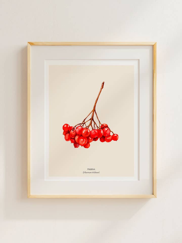 Highbush cranberry for wholesale by Sarah Choquette Scott Artiste
