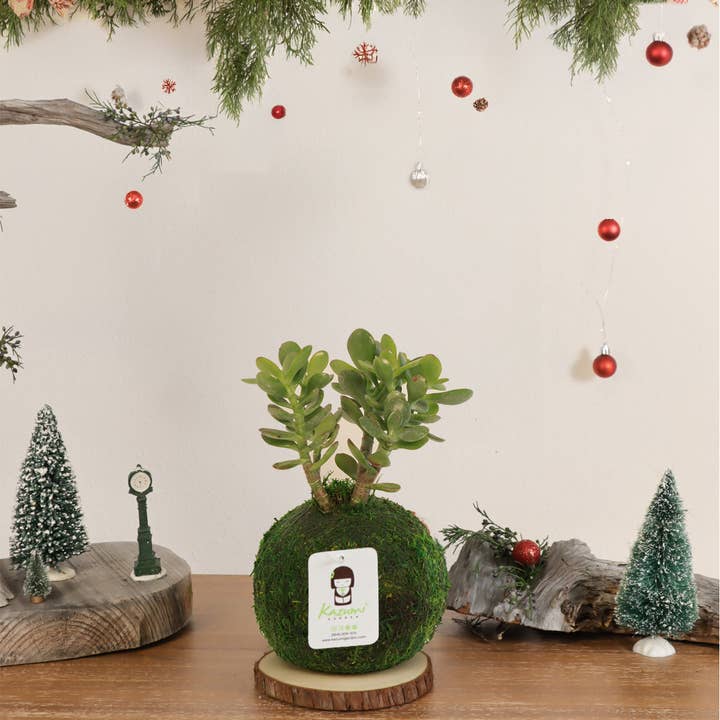 Jade | Moss Ball Kokedamas for wholesale by Kazumi Garden