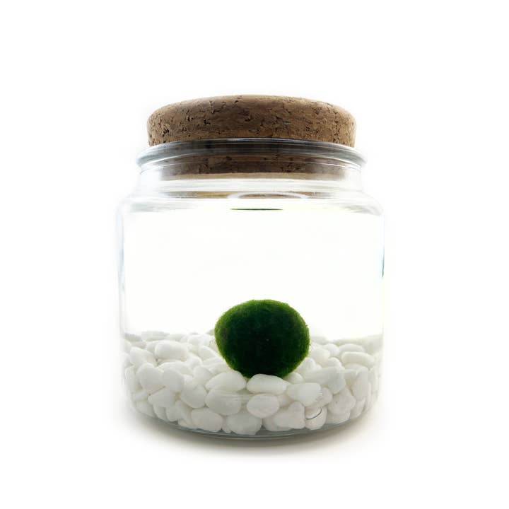 Moss Amigos | Moss Ball Terrariums - Wholesale Live Plant - Classic Large Marimo Moss Ball Terrarium1
