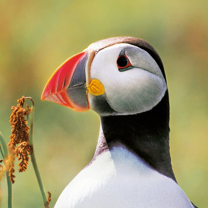 Puffin de Íman Fotográfico por atacado de Island Blue Publishing