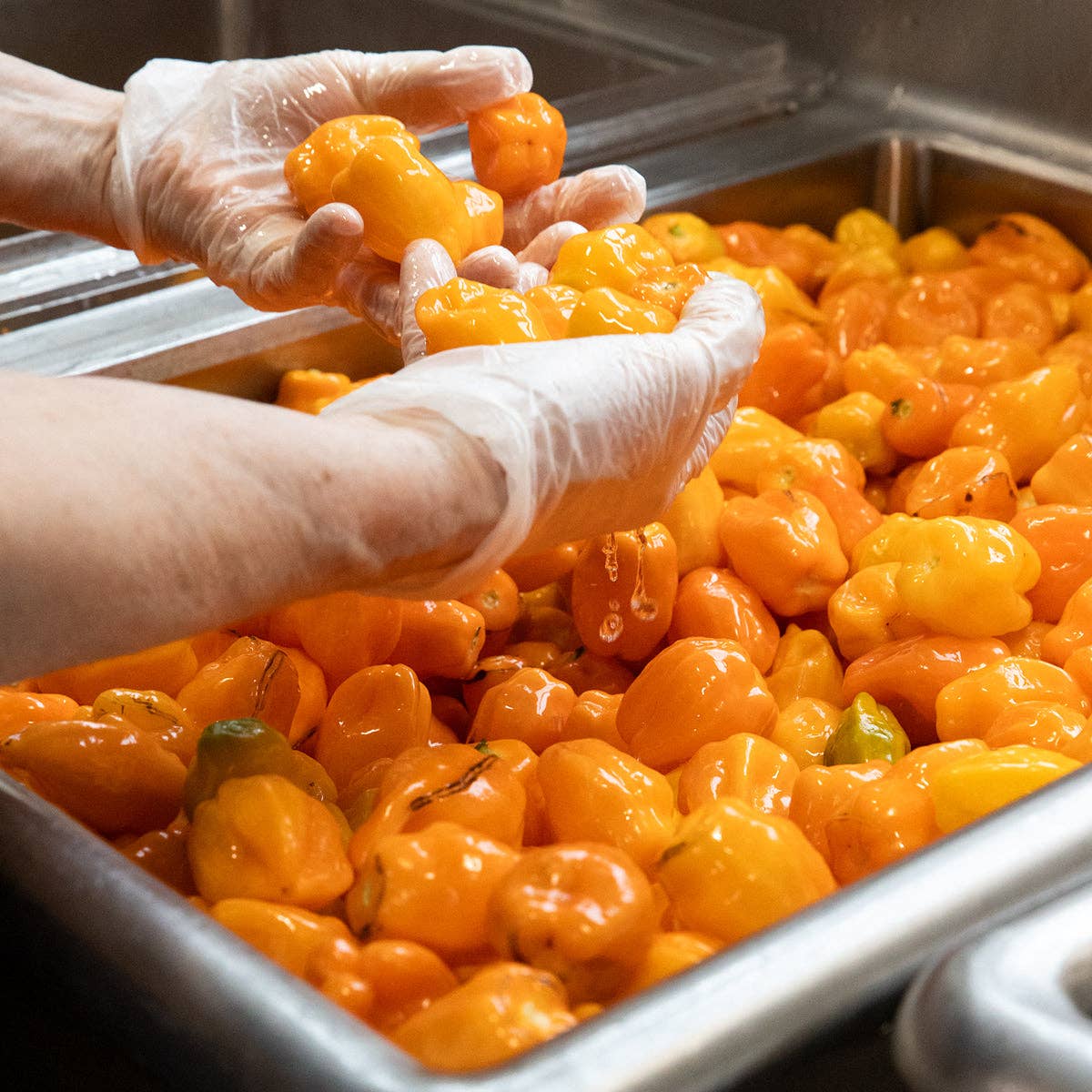 Blake Hill Preserves - Wholesale Jam/Jelly - Mango Habanero10