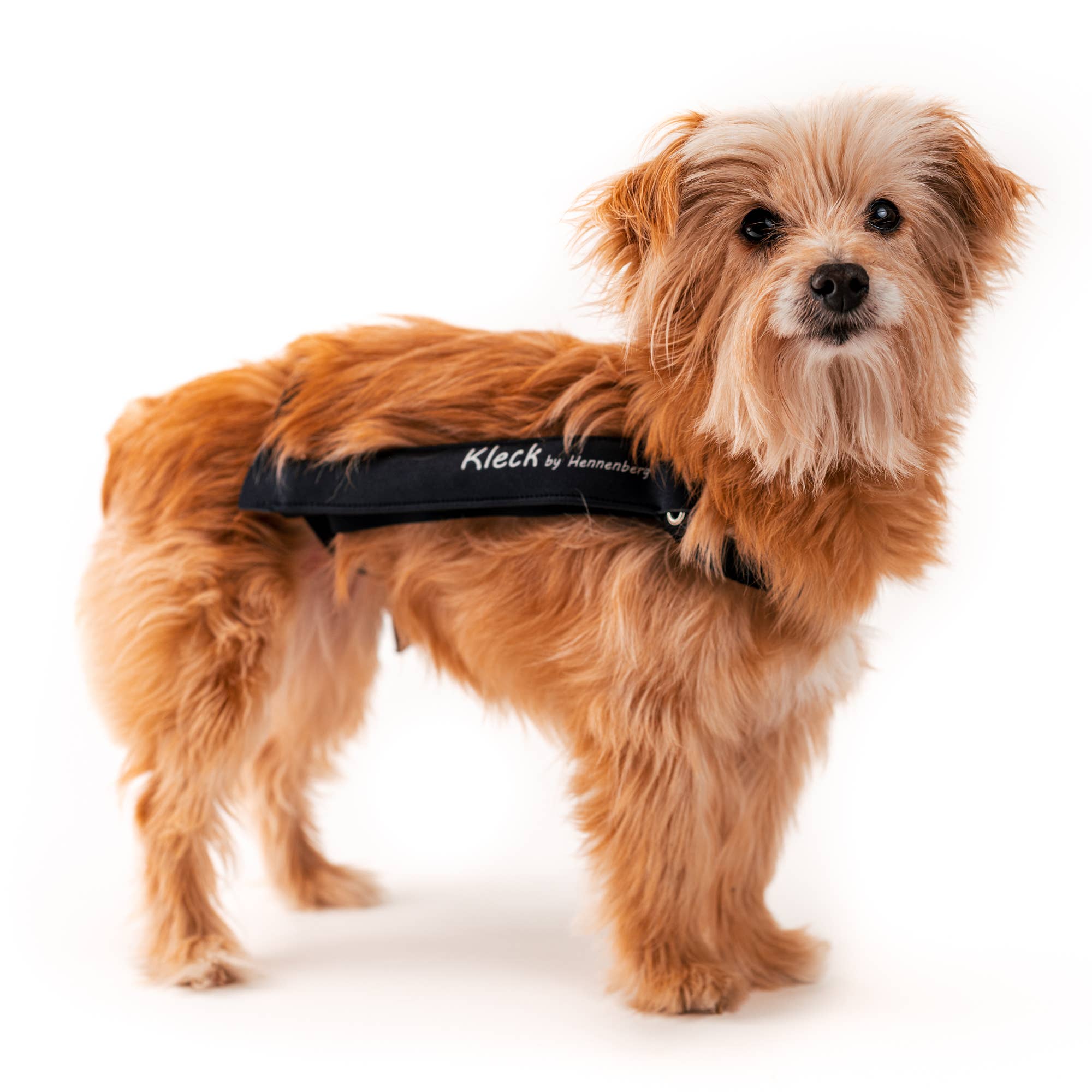 Kleck - Wholesale Pet Collar - Dog - Kleck Leak Protection0