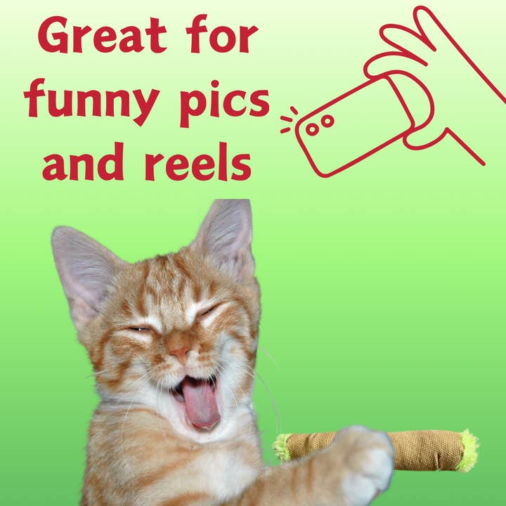 PAW:20 - Wholesale Pet Toy - Cat - My Name is Lil' B the Blunt, Cute Stuffed Parody Cat Toy
