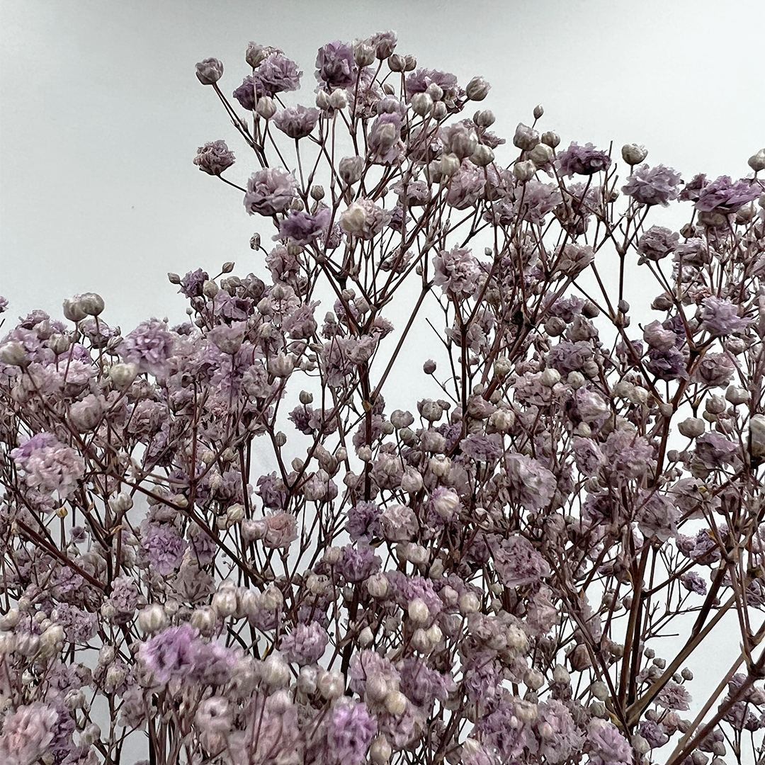 2626 Designs - Wholesale Dried/Pressed Flowers - Preserved Gypsophila, Baby's Breath,24" long27
