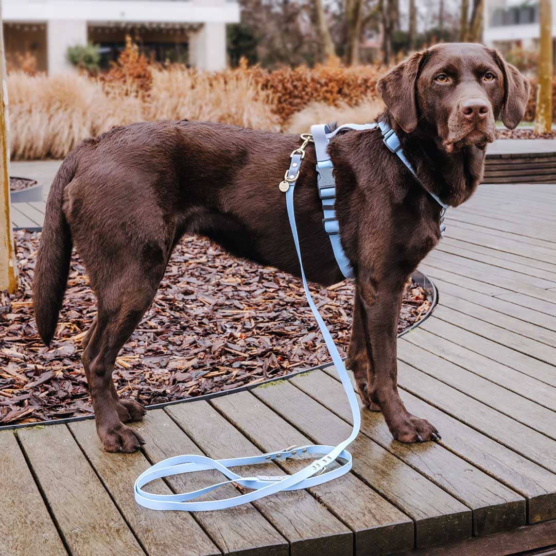 Hey Lana – trela - Cão por atacado – Coleira para exterior ajustável em 3 posições - 230 cm4