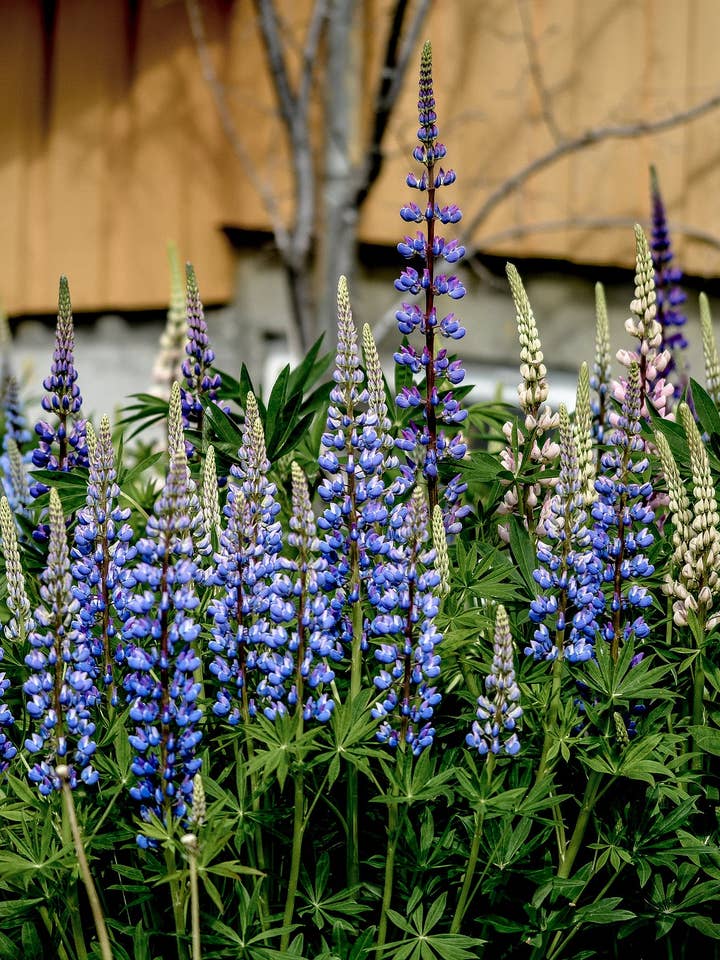 Lupine 'Pixie Delight' Flower Seeds for wholesale by Decker Rd. Seeds