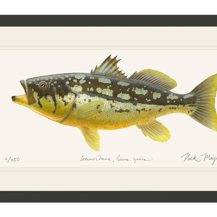 Stampa in Edizione Limitata Calico Bass II per la vendita all'ingrosso da parte di Nick Mayer Art