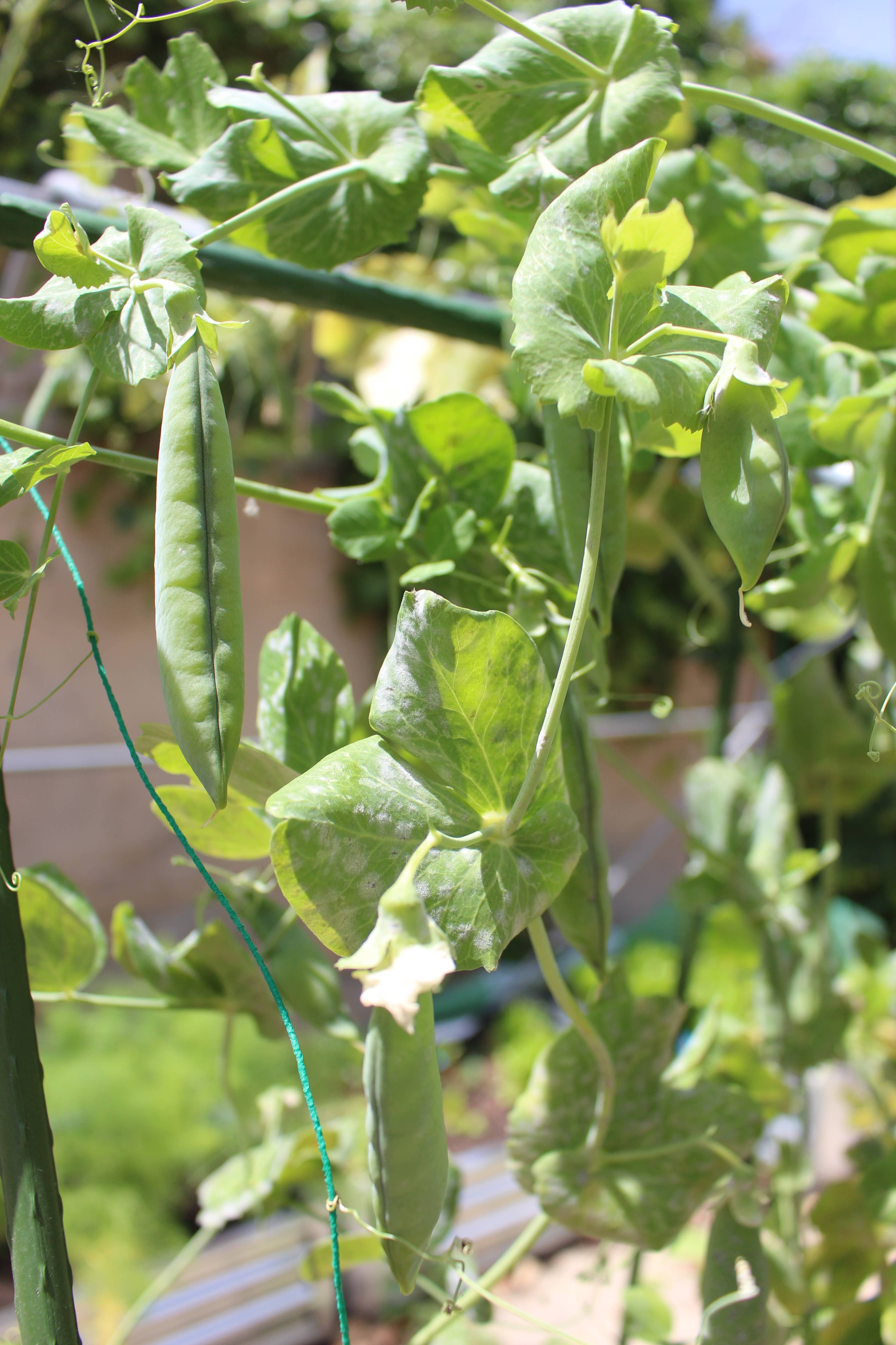 JARDIN Y NATURA OUTDOOR & GARDEN PRODUCTS SL - Wholesale Garden Tool - Rugged tie for climbing plants 50 meters - Trepatie4