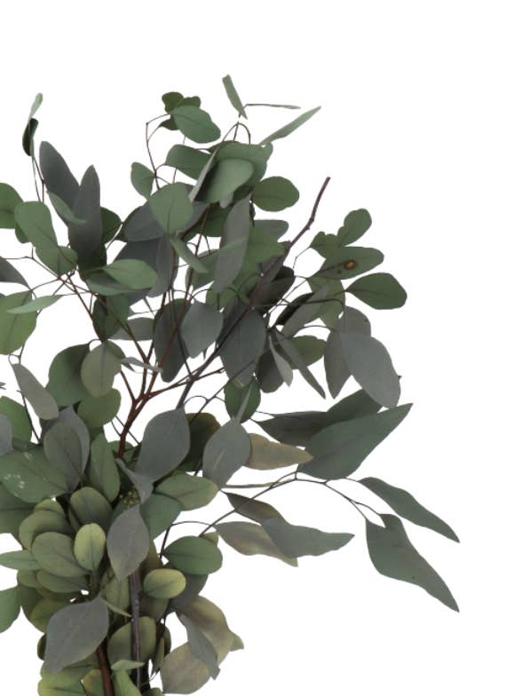 Preserved Populus Eucalyptus for wholesale by Capital Florist