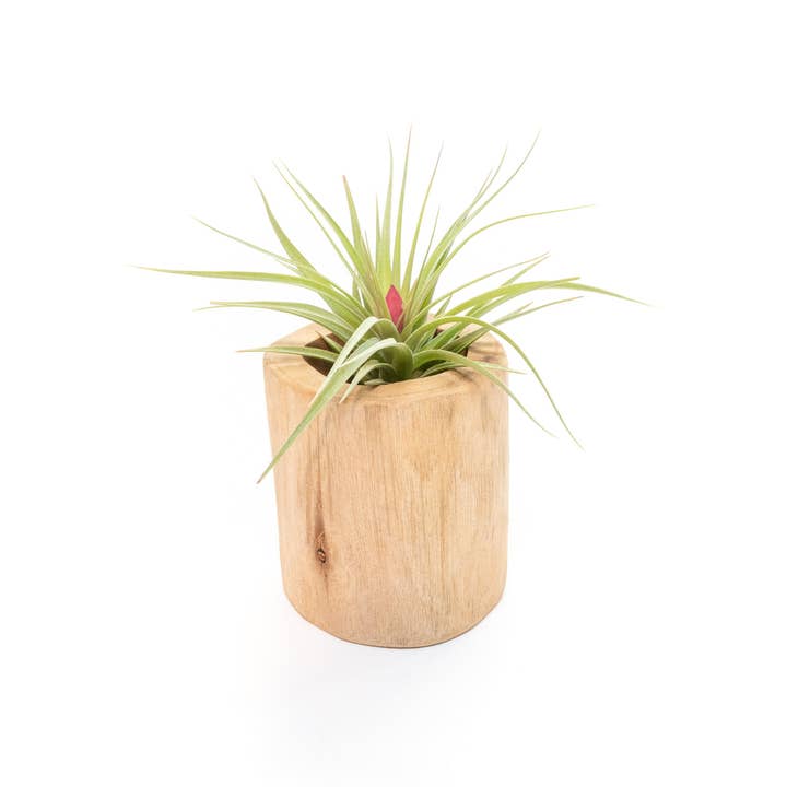 Air Plant Shop - Wholesale Live Plant - Large Driftwood Containers with Custom Tillandsia Air Plant