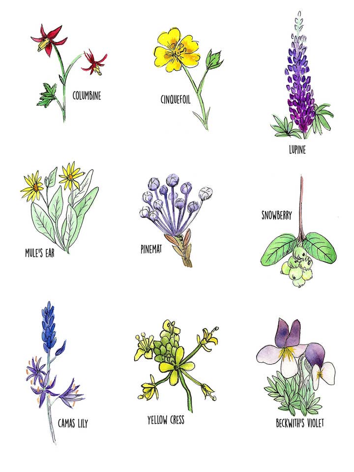 Indfødte planter for engroshandel hos Colors By Megan