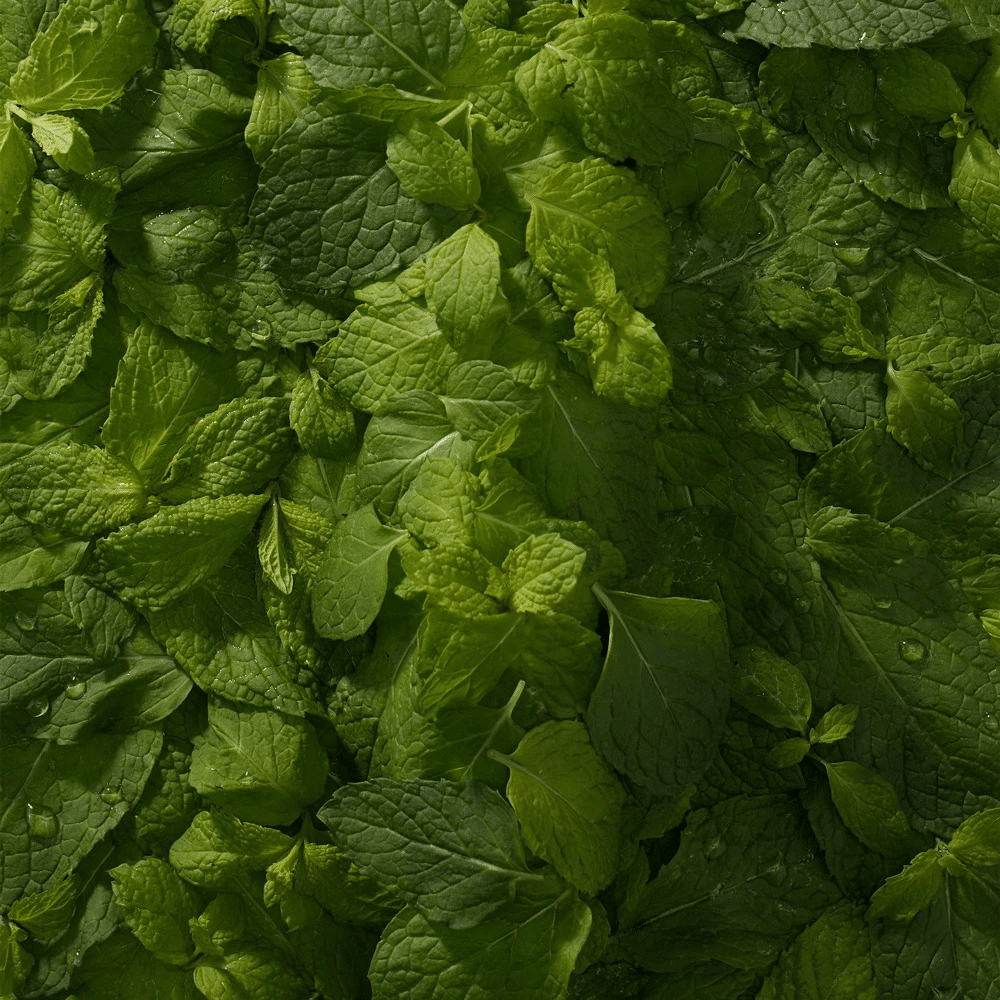 Boka - Wholesale Toothpaste - Ela Mint n-Ha Toothpaste1