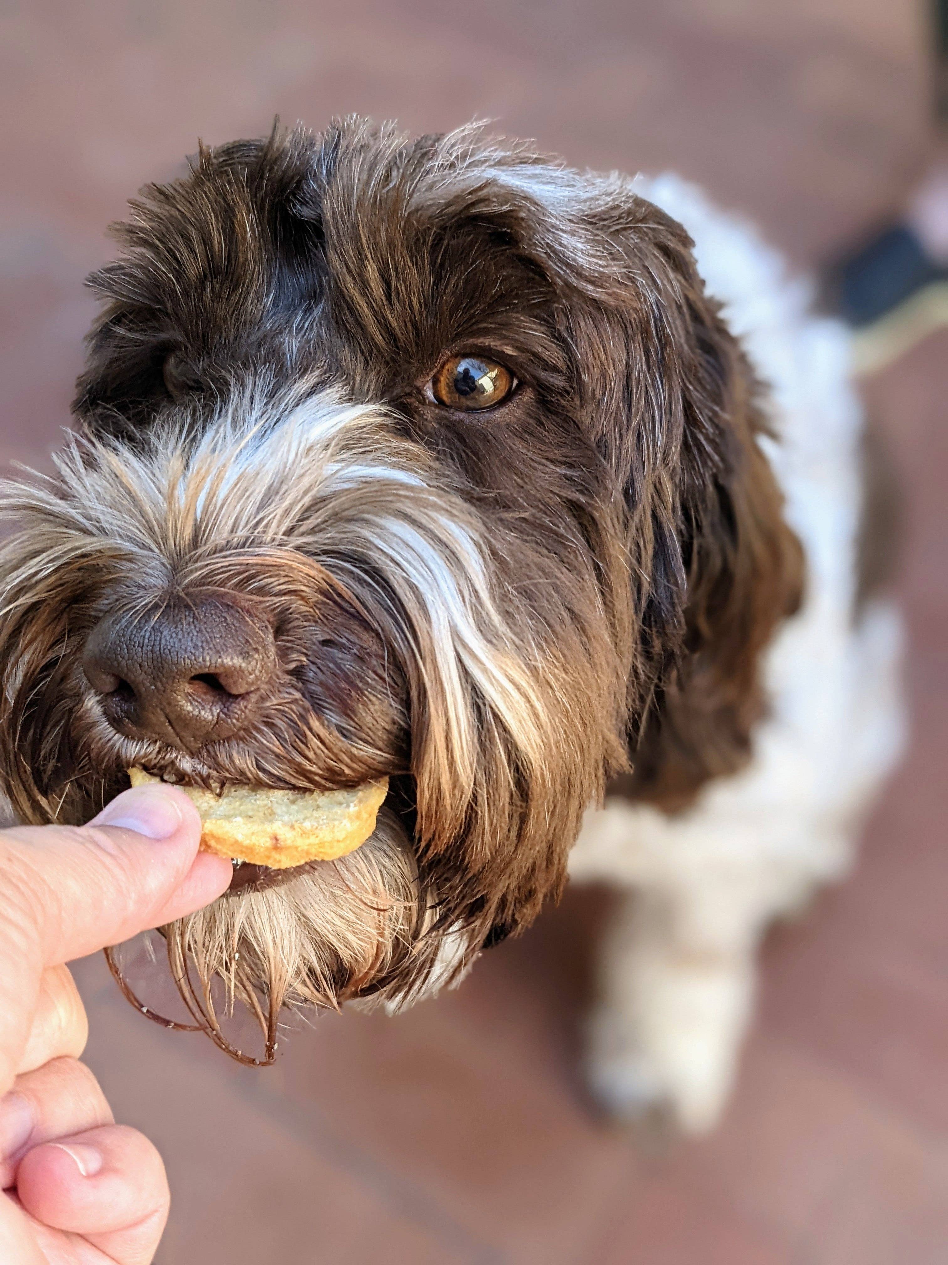 Icelandic+ - Vente Friandises – chien - Friandises pour chiens au poisson et aux frites de morue7