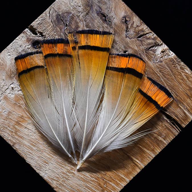 Gyldne fasan fjer for engroshandel hos Plumes Naturelles