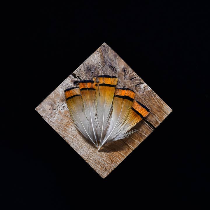 Goldene Fasanenfedern für den Großhandel von Plumes Naturelles